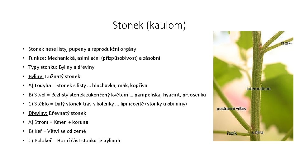 Stonek (kaulom) • Stonek nese listy, pupeny a reprodukční orgány • Funkce: Mechanická, asimilační