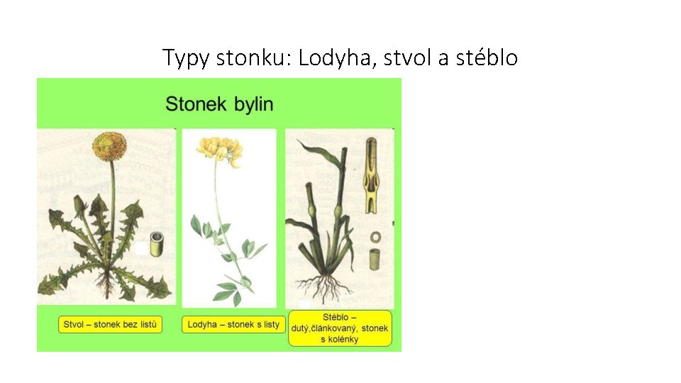 Typy stonku: Lodyha, stvol a stéblo 