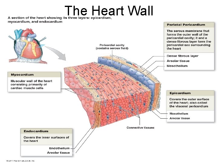 The Heart Wall 