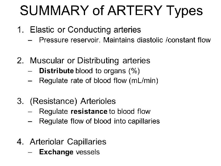 General Structure of Blood Vessels 