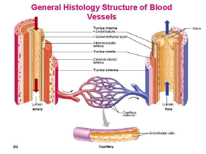 General Histology Structure of Blood Vessels 