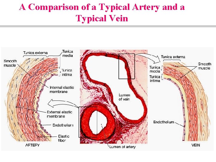 A Comparison of a Typical Artery and a Typical Vein 