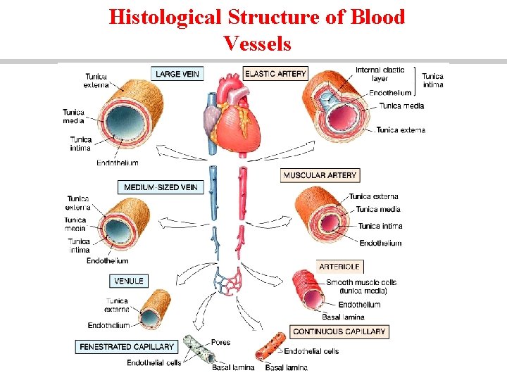 Histological Structure of Blood Vessels 