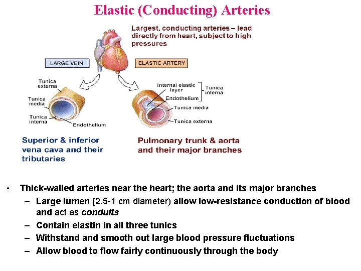 Elastic (Conducting) Arteries • Thick-walled arteries near the heart; the aorta and its major