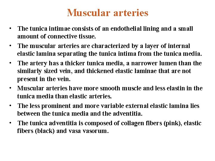 Muscular arteries • The tunica intimae consists of an endothelial lining and a small