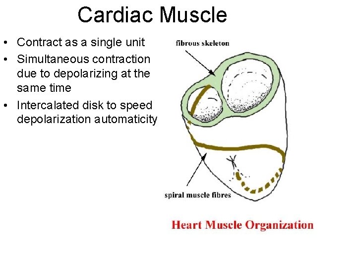 Cardiac Muscle • Contract as a single unit • Simultaneous contraction due to depolarizing