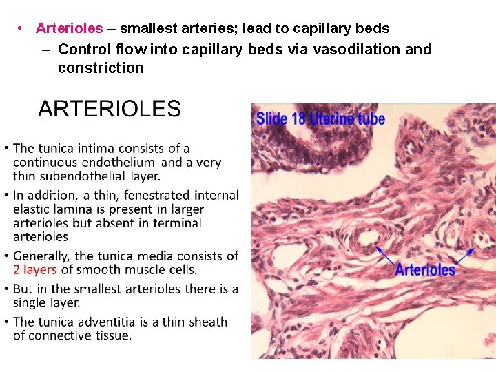  • Arterioles – smallest arteries; lead to capillary beds – Control flow into