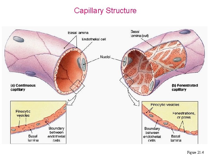 Capillary Structure Figure 21. 4 