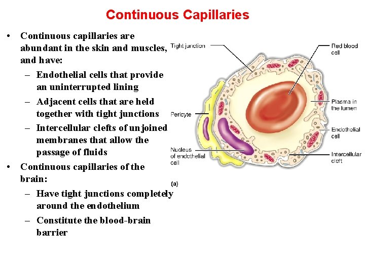Continuous Capillaries • Continuous capillaries are abundant in the skin and muscles, and have: