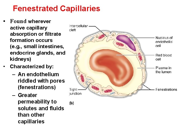 Fenestrated Capillaries • Found wherever active capillary absorption or filtrate formation occurs (e. g.