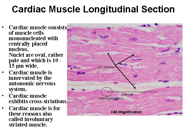 Cardiac Muscle Longitudinal Section • Cardiac muscle consists of muscle cells mononucleated with centrally