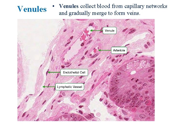 Venules • Venules collect blood from capillary networks and gradually merge to form veins.