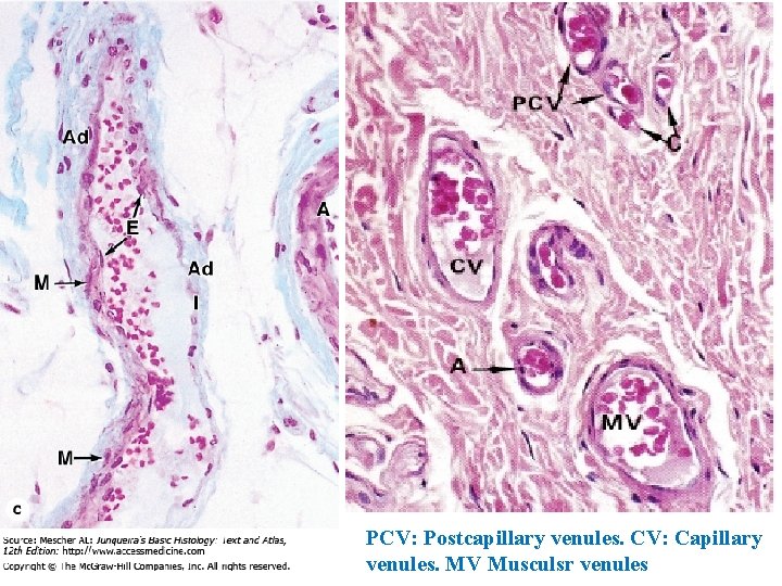PCV: Postcapillary venules. CV: Capillary venules. MV Musculsr venules 