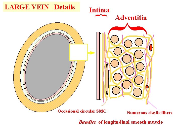 LARGE VEIN Details Adventitia { { Intima Occasional circular SMC Numerous elastic fibers Bundles