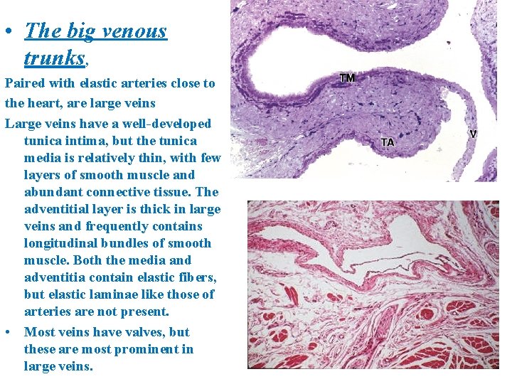  • The big venous trunks, Paired with elastic arteries close to the heart,