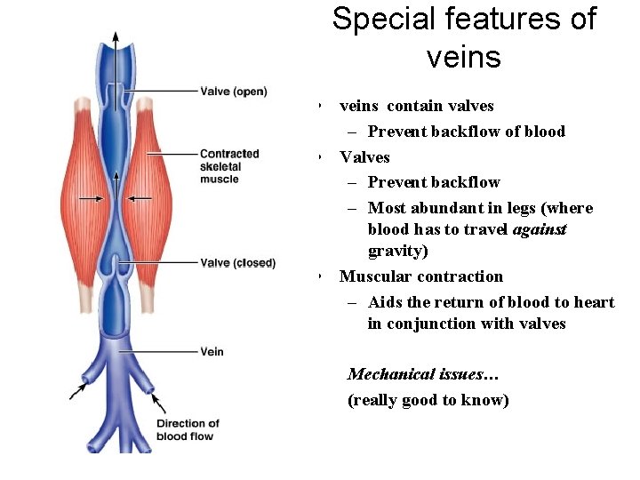 Special features of veins • veins contain valves – Prevent backflow of blood •