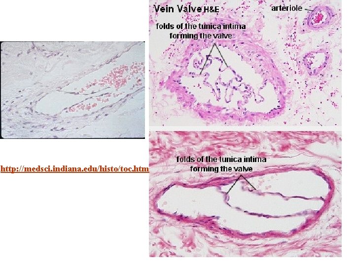 http: //medsci. indiana. edu/histo/toc. htm 