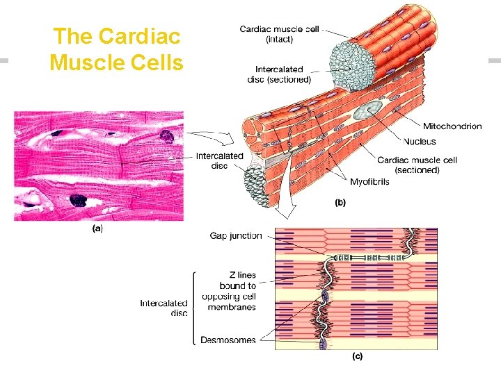 The Cardiac Muscle Cells 
