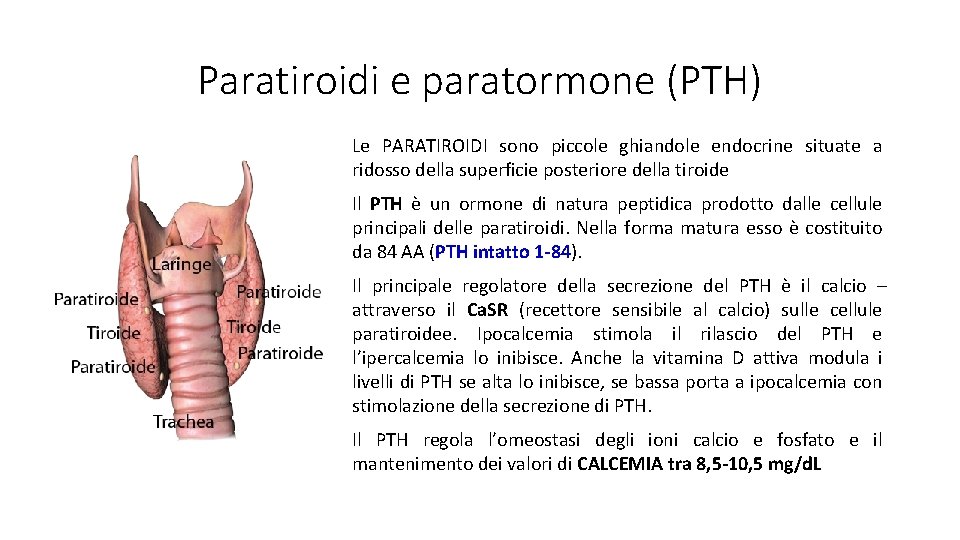 Paratiroidi e paratormone (PTH) Le PARATIROIDI sono piccole ghiandole endocrine situate a ridosso della