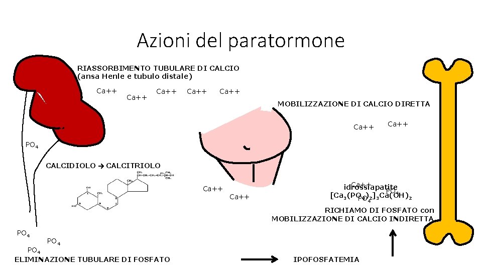 Azioni del paratormone RIASSORBIMENTO TUBULARE DI CALCIO (ansa Henle e tubulo distale) Ca++ Ca++