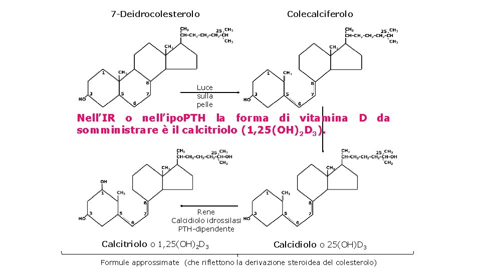 7 -Deidrocolesterolo Colecalciferolo Luce sulla pelle Nell’IR o nell’ipo. PTH la forma di vitamina