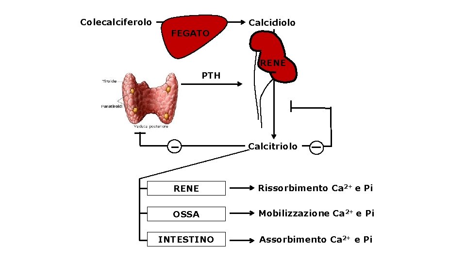 Colecalciferolo Calcidiolo FEGATO RENE PTH Calcitriolo RENE Rissorbimento Ca 2+ e Pi OSSA Mobilizzazione