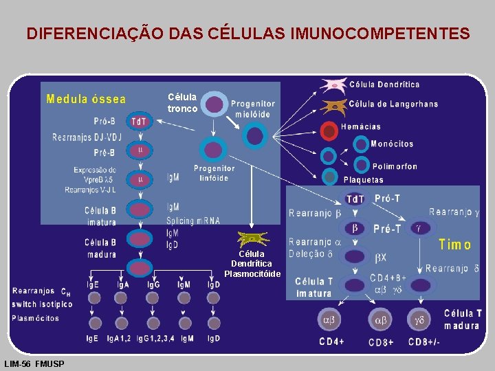 DIFERENCIAÇÃO DAS CÉLULAS IMUNOCOMPETENTES Célula tronco Célula Dendrítica Plasmocitóide LIM-56 FMUSP 