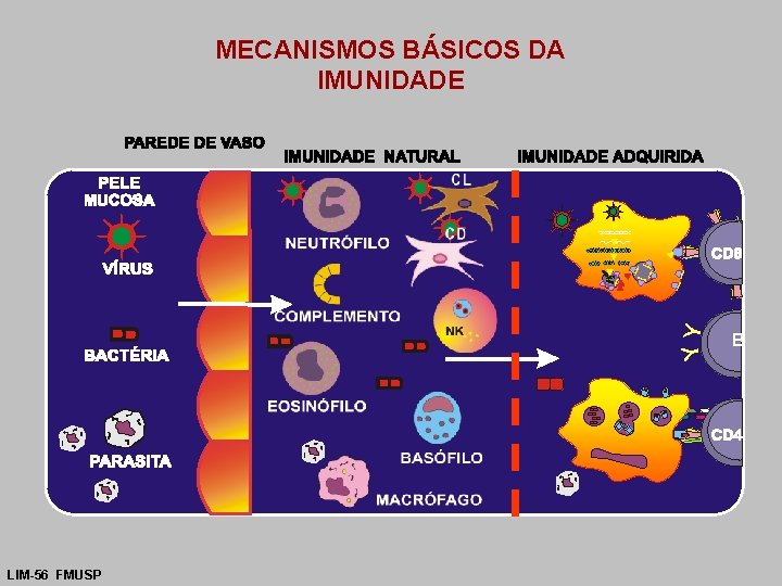 YY MECANISMOS BÁSICOS DA IMUNIDADE LIM-56 FMUSP B 