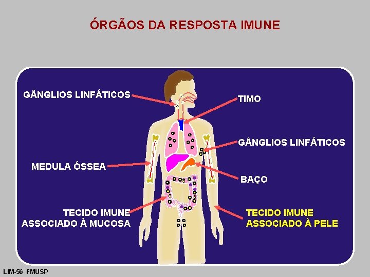 ÓRGÃOS DA RESPOSTA IMUNE G NGLIOS LINFÁTICOS TIMO G NGLIOS LINFÁTICOS MEDULA ÓSSEA BAÇO