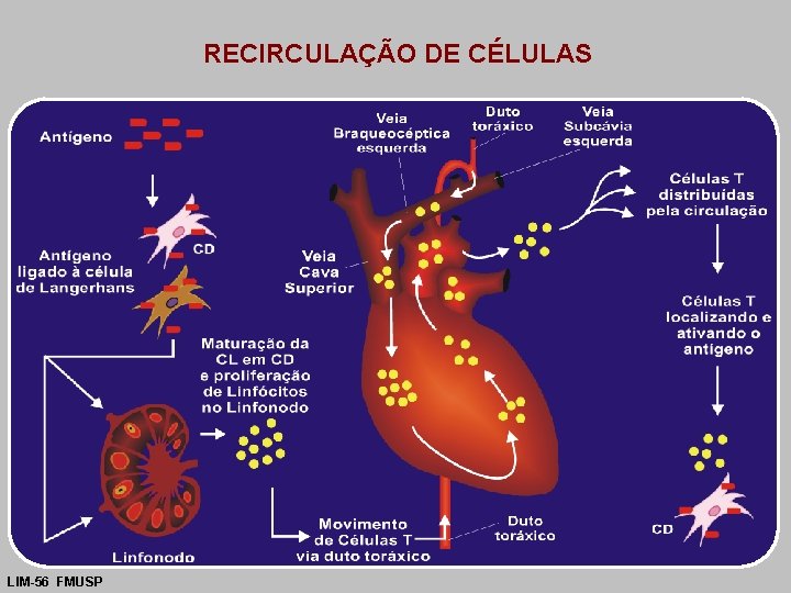 RECIRCULAÇÃO DE CÉLULAS LIM-56 FMUSP 
