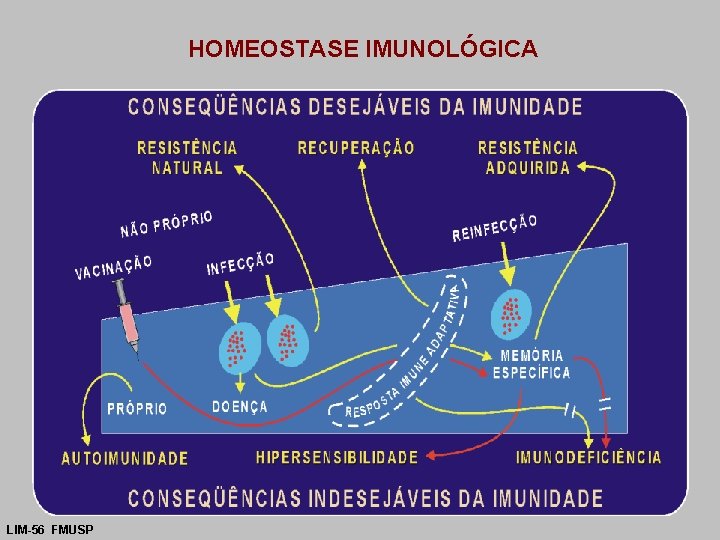 HOMEOSTASE IMUNOLÓGICA LIM-56 FMUSP 