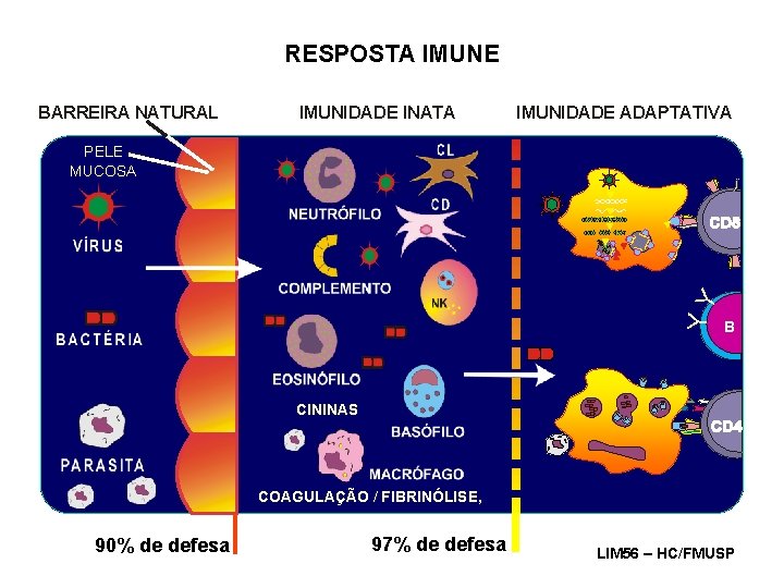 RESPOSTA IMUNE BARREIRA NATURAL IMUNIDADE INATA IMUNIDADE ADAPTATIVA YY PELE MUCOSA B CININAS COAGULAÇÃO