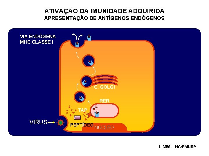 ATIVAÇÃO DA IMUNIDADE ADQUIRIDA APRESENTAÇÃO DE ANTÍGENOS ENDÓGENOS VIA ENDÓGENA MHC CLASSE I C.