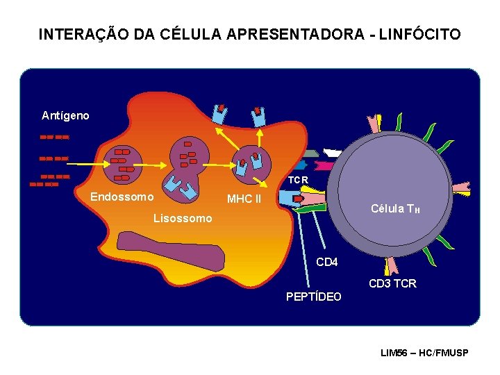 INTERAÇÃO DA CÉLULA APRESENTADORA - LINFÓCITO Antígeno TCR Endossomo MHC II Célula T H