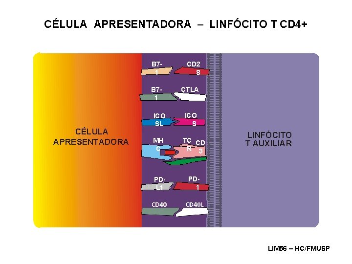 CÉLULA APRESENTADORA – LINFÓCITO T CD 4+ CÉLULA APRESENTADORA B 71 CD 2 8