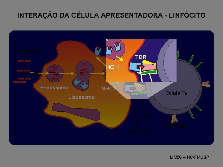 INTERAÇÃO DA CÉLULA APRESENTADORA - LINFÓCITO Antiígeno TCR Endossomo MHC II Célula T H