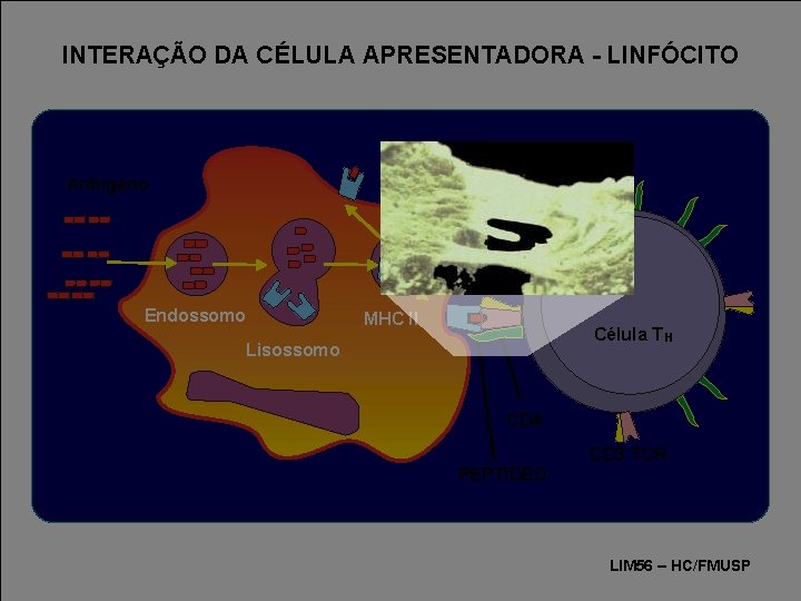 INTERAÇÃO DA CÉLULA APRESENTADORA - LINFÓCITO Antiígeno TCR Endossomo MHC II Célula T H