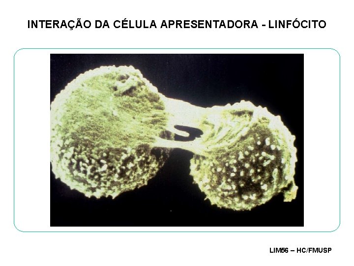 INTERAÇÃO DA CÉLULA APRESENTADORA - LINFÓCITO LIM 56 – HC/FMUSP 