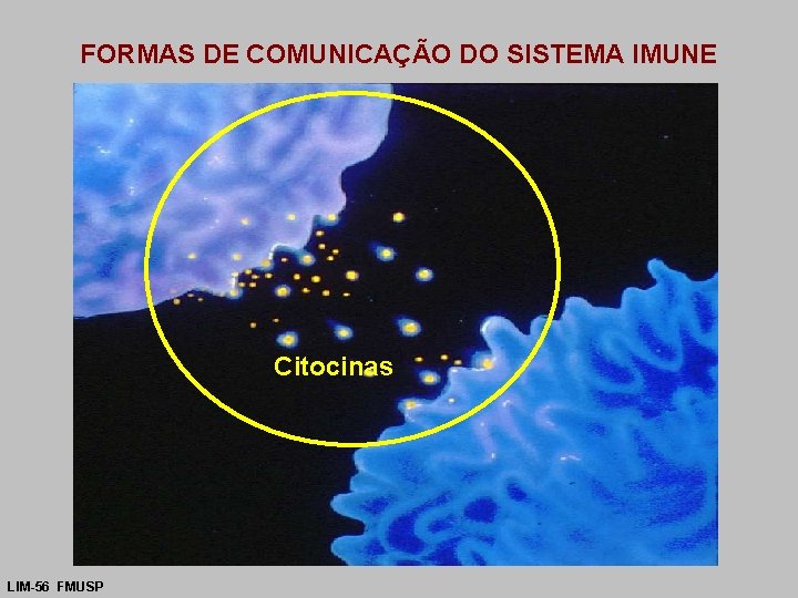 FORMAS DE COMUNICAÇÃO DO SISTEMA IMUNE Citocinas LIM-56 FMUSP 