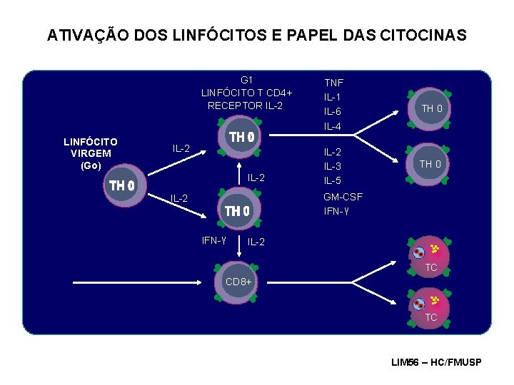 ATIVAÇÃO DOS LINFÓCITOS E PAPEL DAS CITOCINAS G 1 LINFÓCITO T CD 4+ RECEPTOR