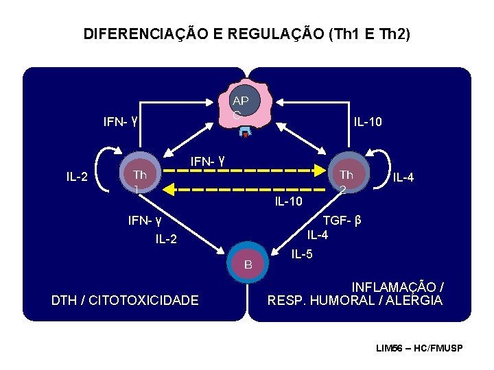 DIFERENCIAÇÃO E REGULAÇÃO (Th 1 E Th 2) AP C IFN- γ IL-2 Th