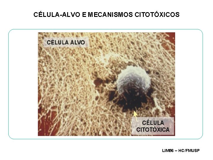 CÉLULA-ALVO E MECANISMOS CITOTÓXICOS LIM 56 – HC/FMUSP 