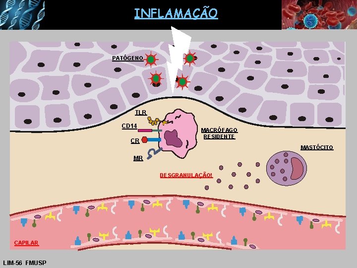 INFLAMAÇÃO PATÓGENO TLR CD 14 CR MACRÓFAGO RESIDENTE MASTÓCITO MR DESGRANULAÇÃO! CAPILAR LIM-56 FMUSP