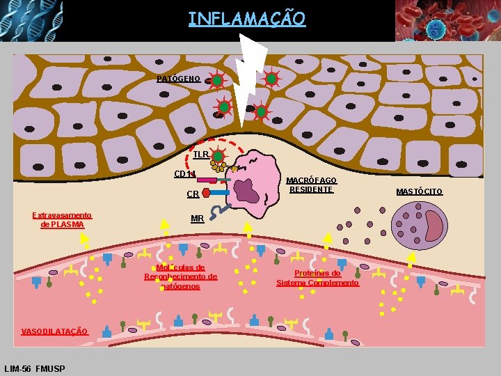 INFLAMAÇÃO PATÓGENO TLR CD 14 CR Extravasamento de PLASMA MR Moléculas de Reconhecimento de