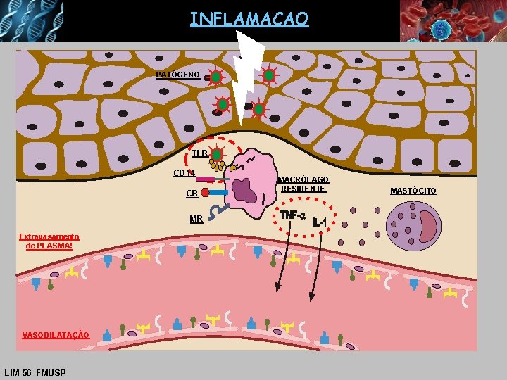 INFLAMACAO PATÓGENO TLR CD 14 CR MR Extravasamento de PLASMA! VASODILATAÇÃO LIM-56 FMUSP MACRÓFAGO