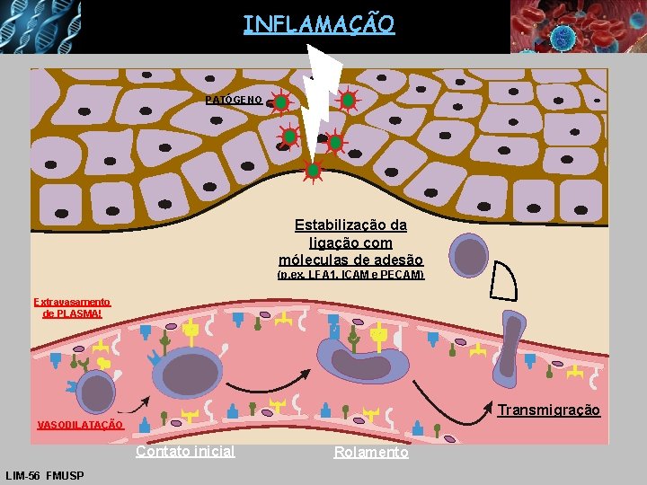 INFLAMAÇÃO PATÓGENO Estabilização da ligação com móleculas de adesão (p. ex. LFA 1, ICAM