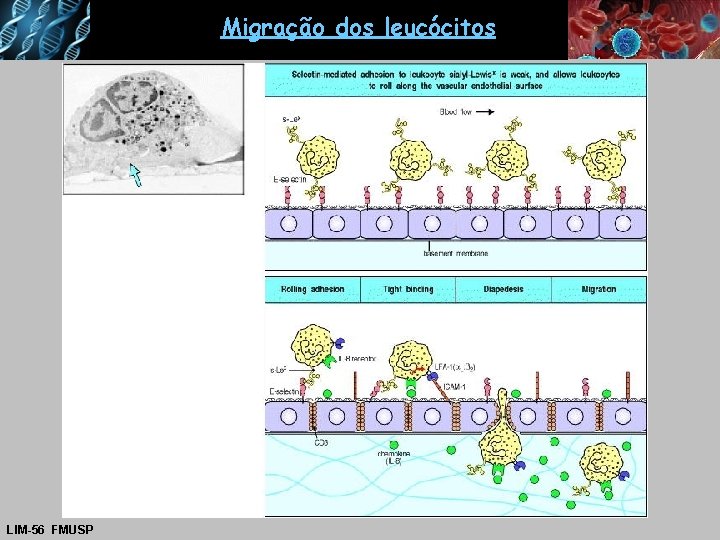 Migração dos leucócitos LIM-56 FMUSP 