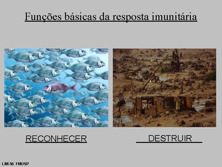 Funções básicas da resposta imunitária RECONHECER LIM-56 FMUSP DESTRUIR 