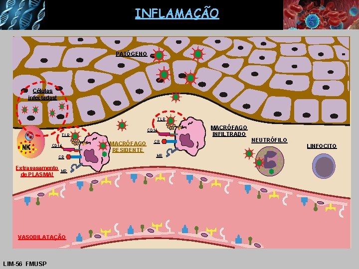 INFLAMAÇÃO PATÓGENO Células infectadas! TLR CD 14 CR Extravasamento de PLASMA! MR VASODILATAÇÃO LIM-56