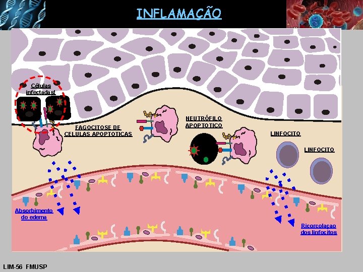 INFLAMAÇÃO Células infectadas! FAGOCITOSE DE CELULAS APOPTOTICAS NEUTRÓFILO APOPTOTICO LINFOCITO Absorbimento do edema Ricorcolaçao